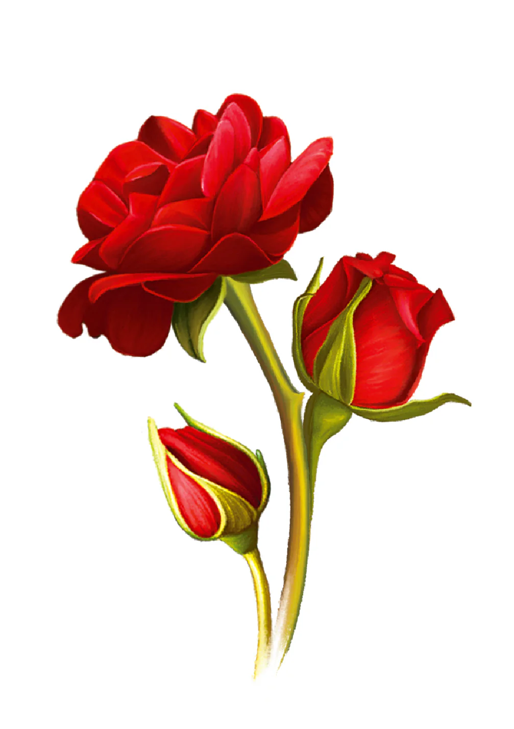 Grande Blooming Roses Card