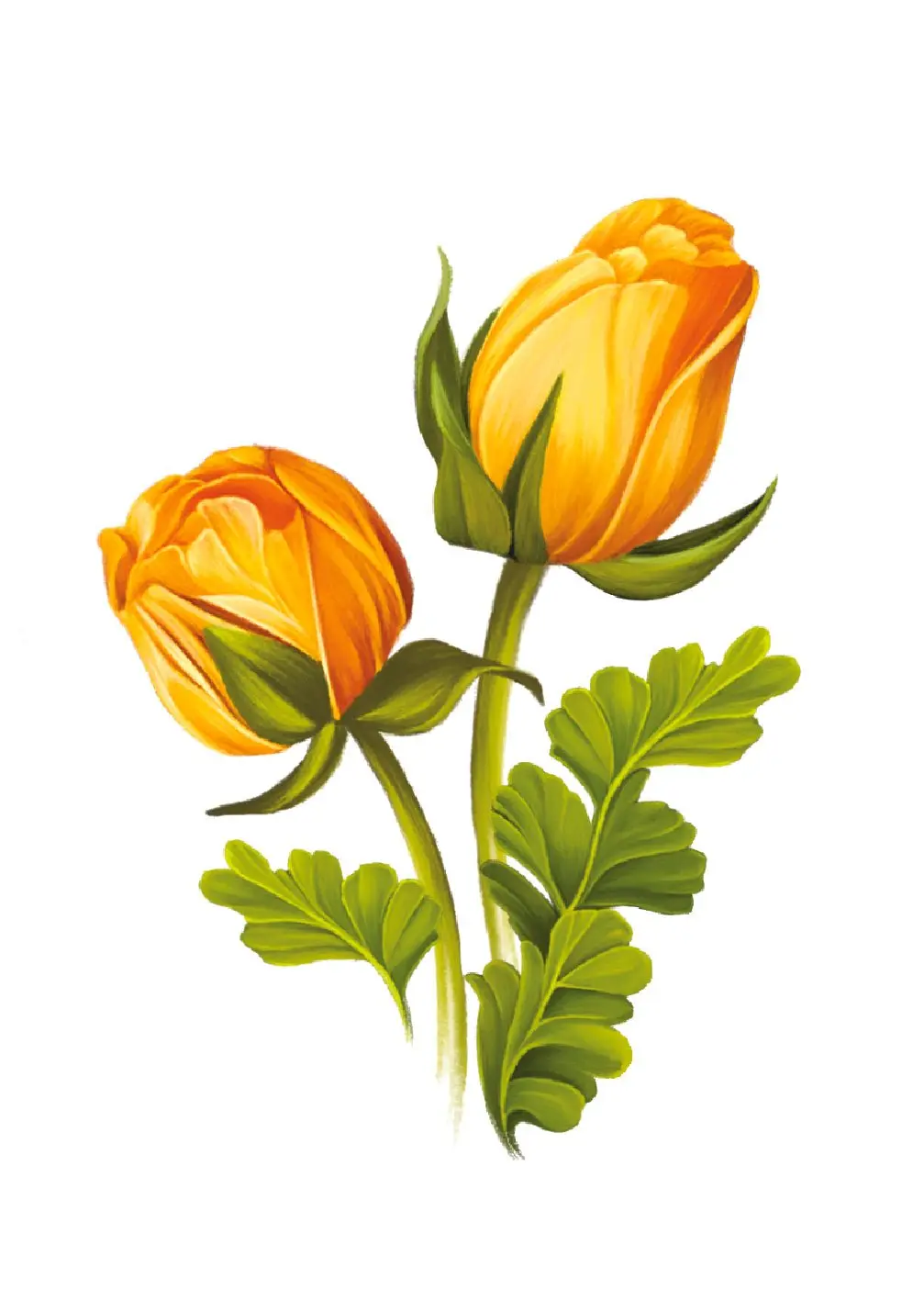 Grande Sorbet Roses Card