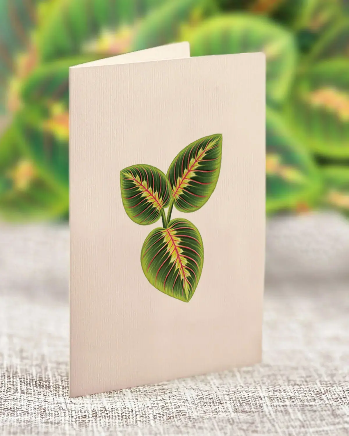 Mini Prayer Plant Pop-Up Card - Image 4