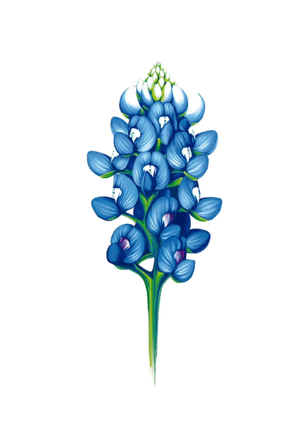 Bluebonnet Card