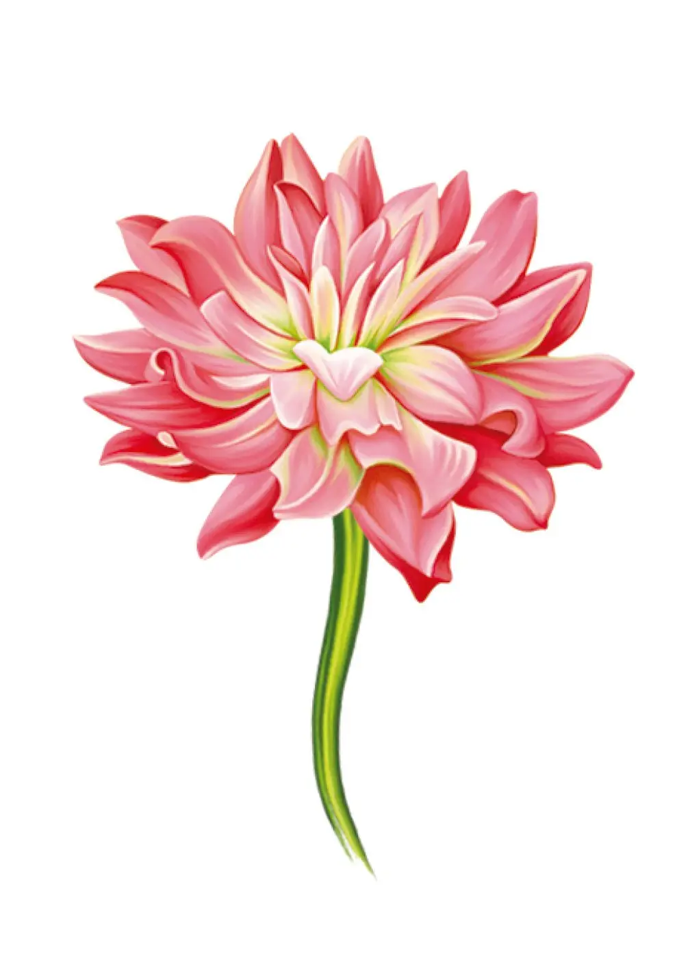 Dahlia Card