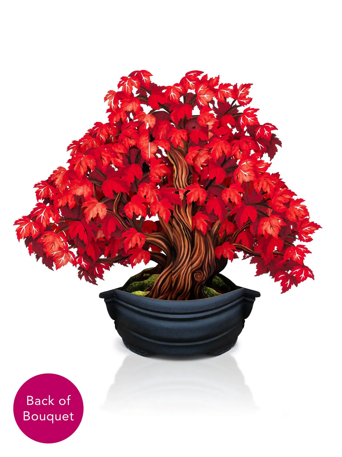 Red Maple Tree - Image 3