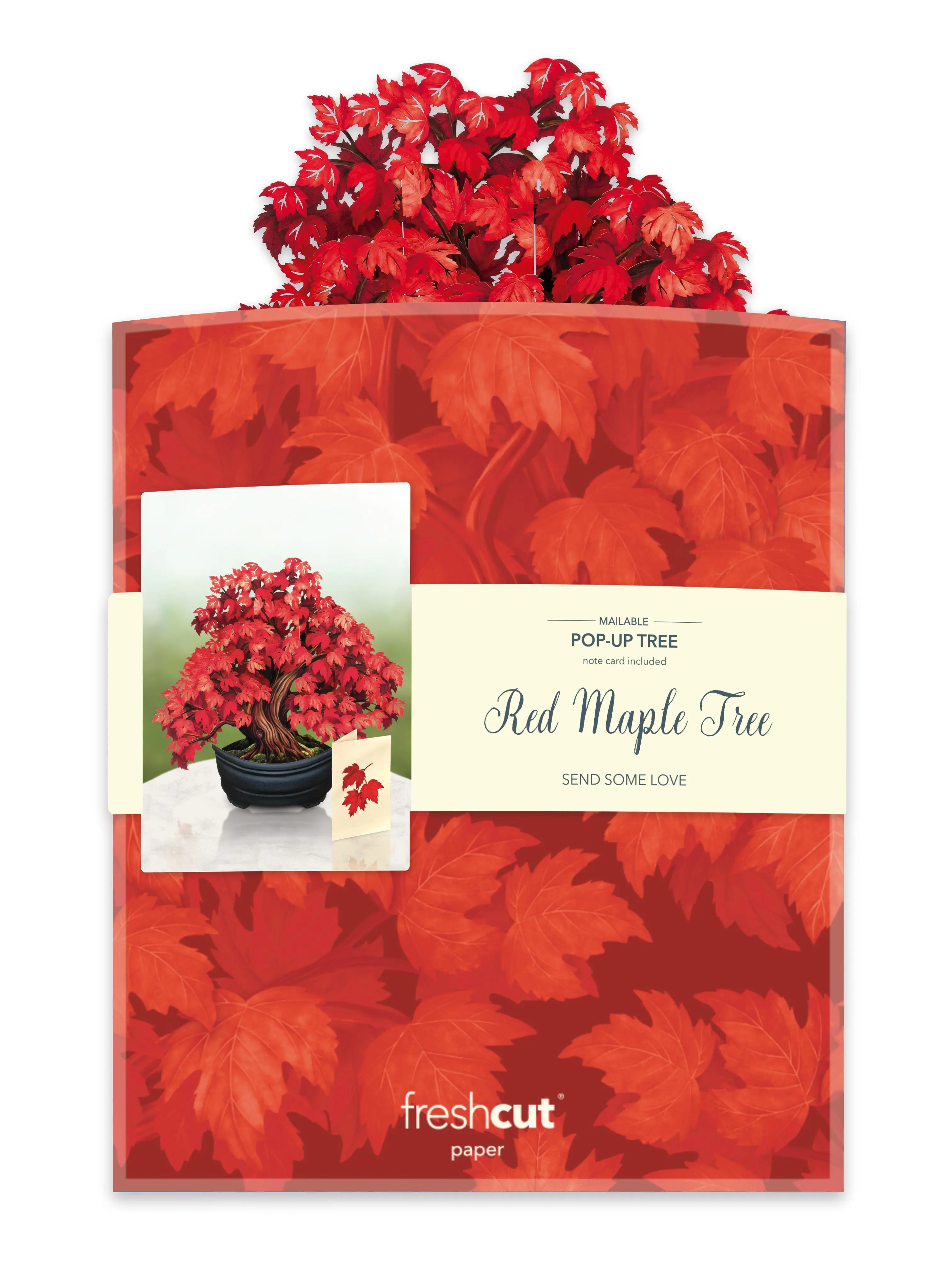 Red Maple Tree - Image 4