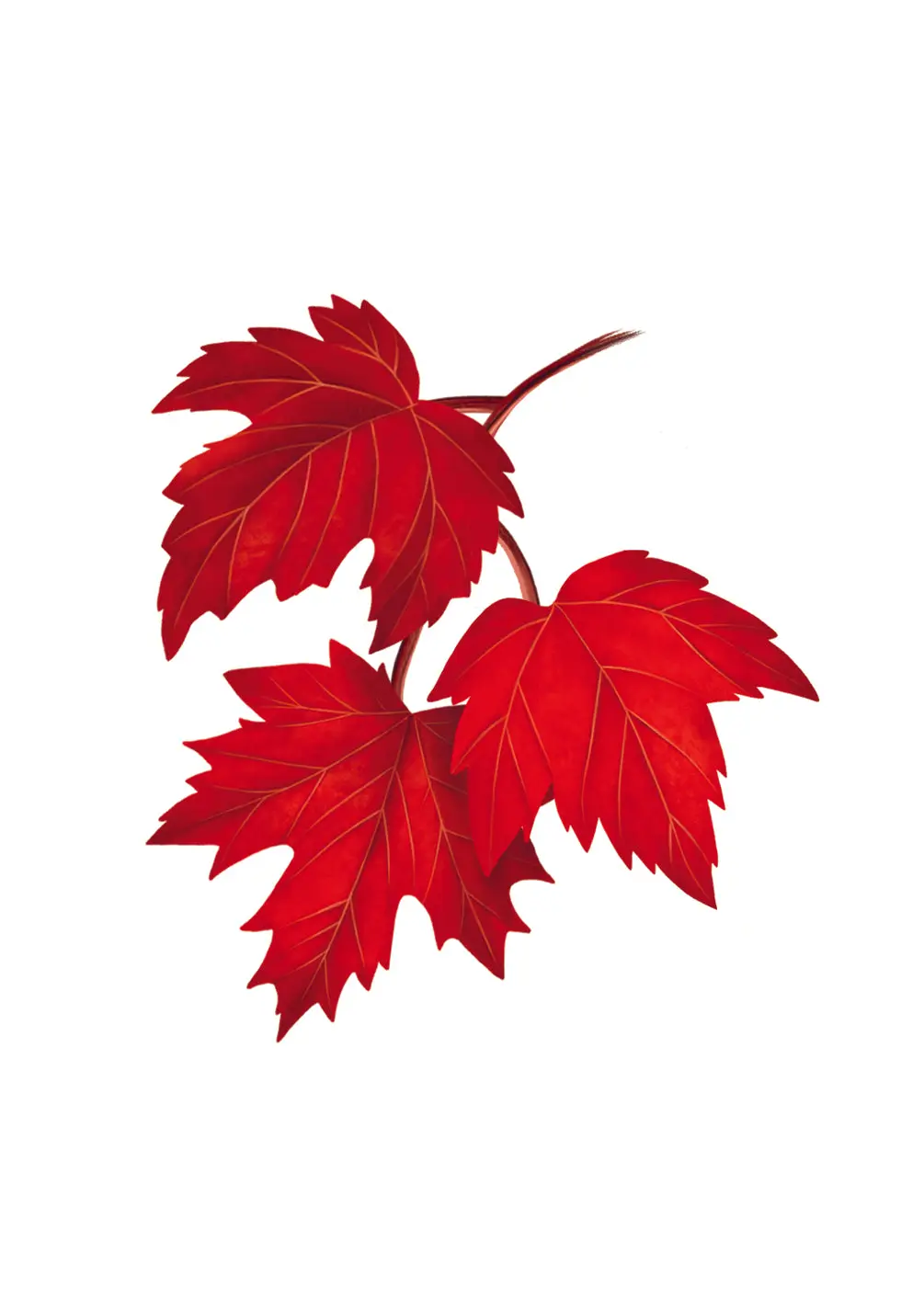 Red Maple Tree Card
