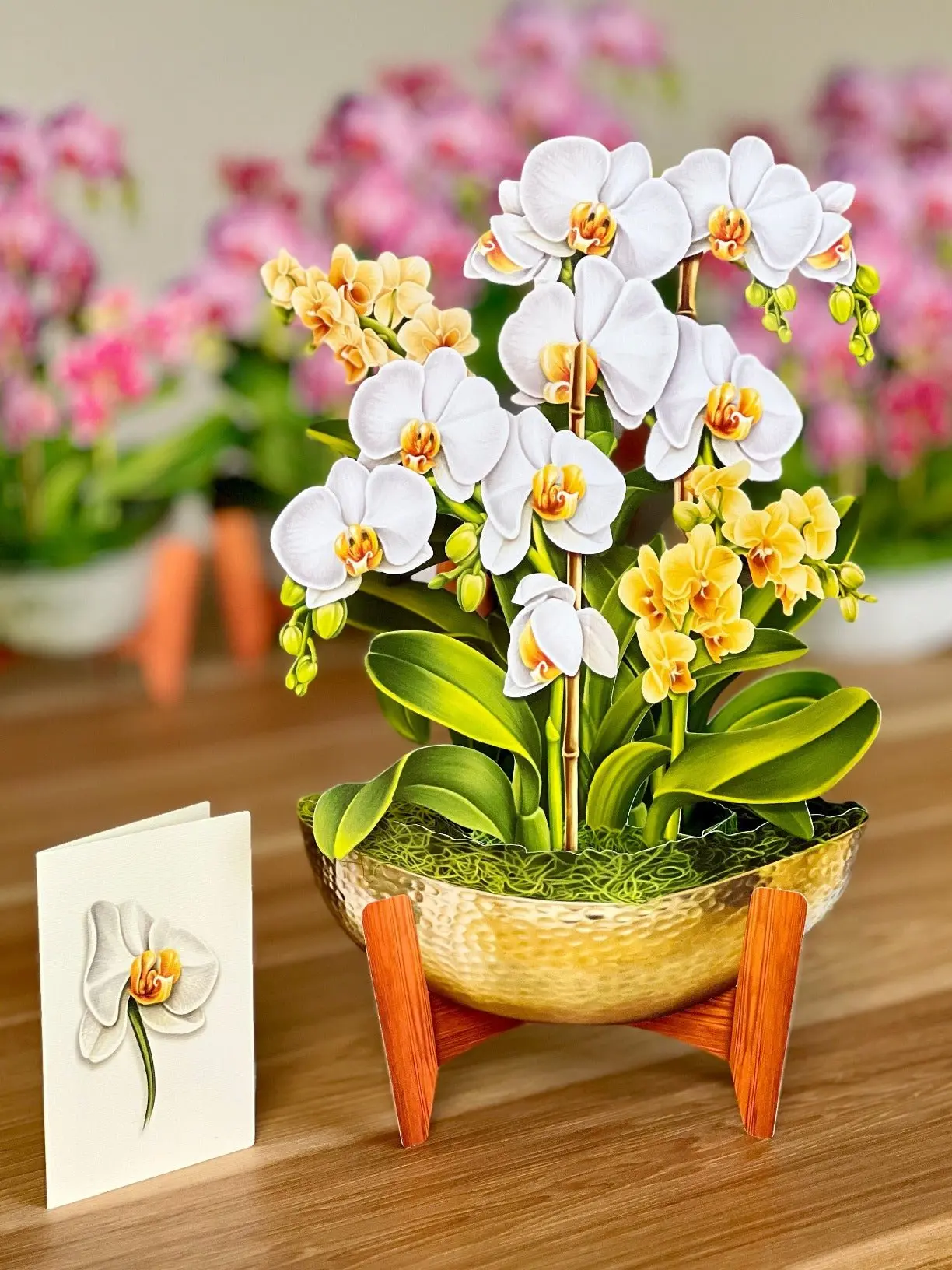 Serenity Orchid - Image 6